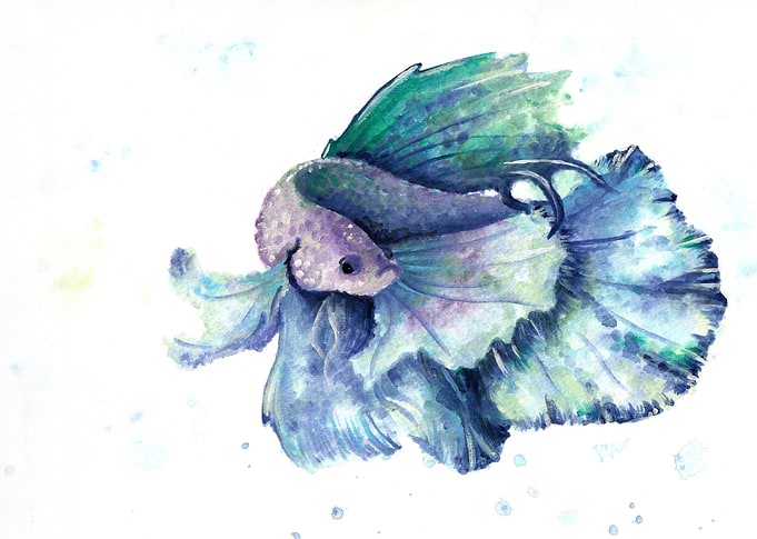 Pearl Betta fish
