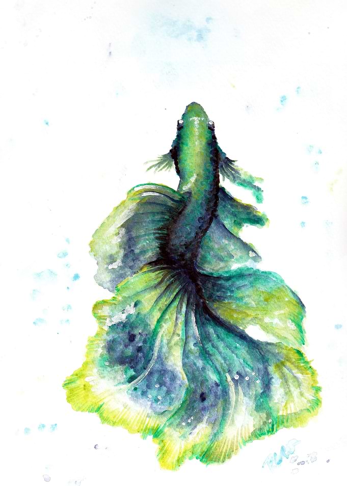 Emerald Betta fish