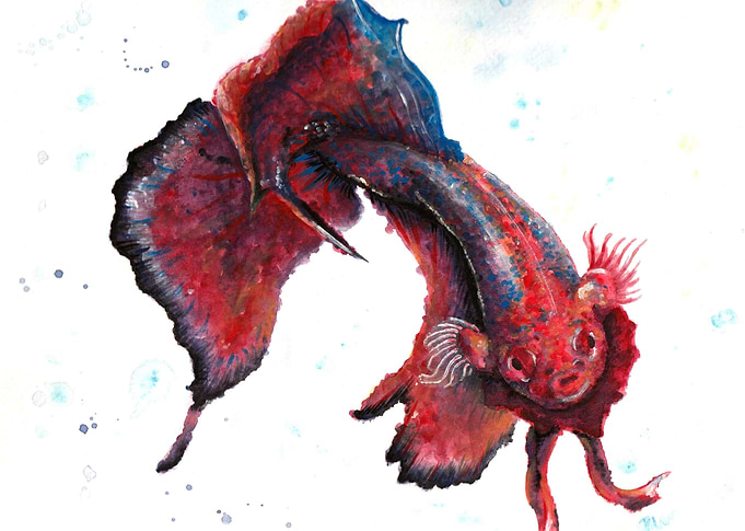 Red Betta (3)