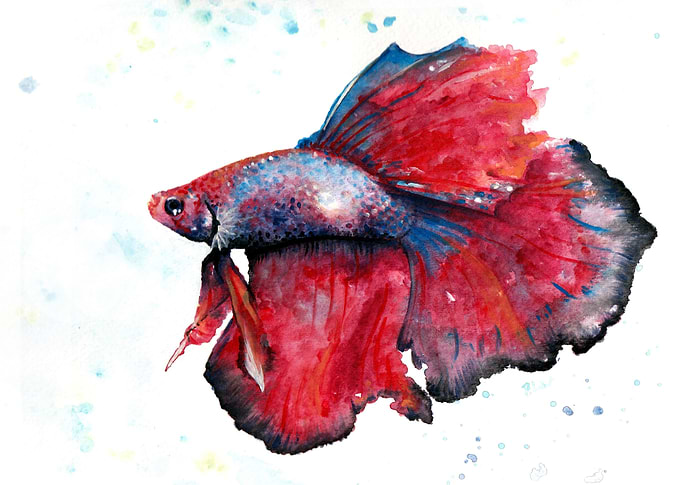 Red Betta (2)