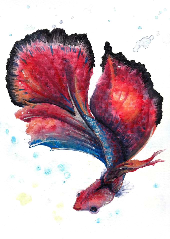 Red Betta (1)