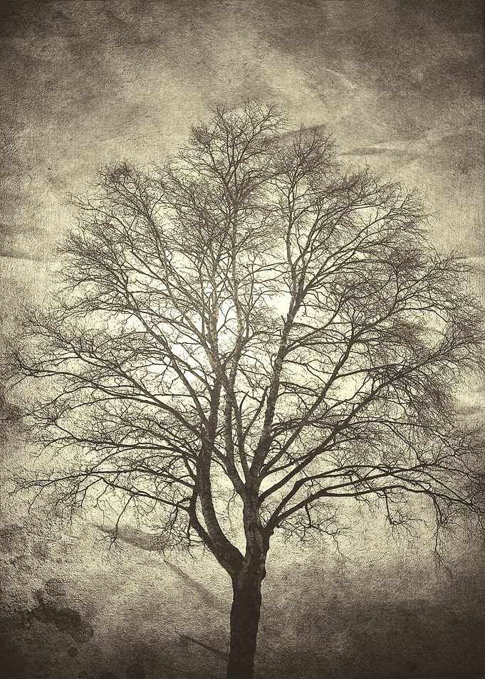 Birch tree silhouette in dusk light textured in soft se ...