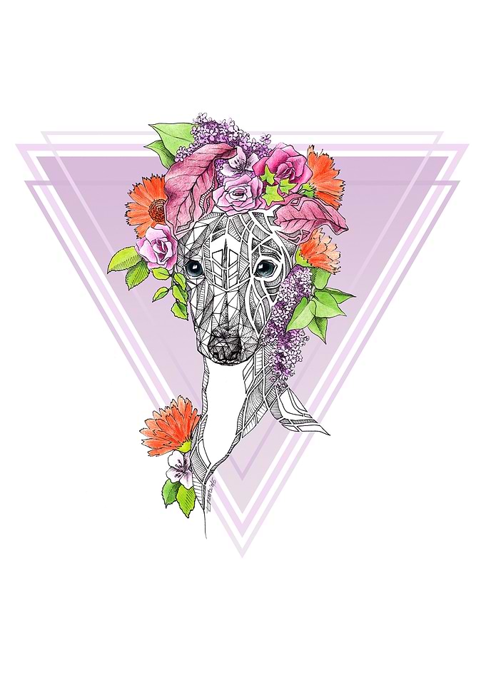 Bloom / Italian greyhound