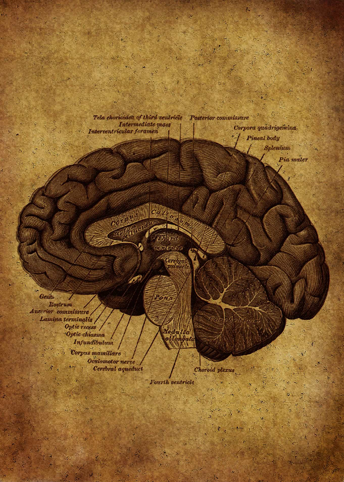 Anatomic46