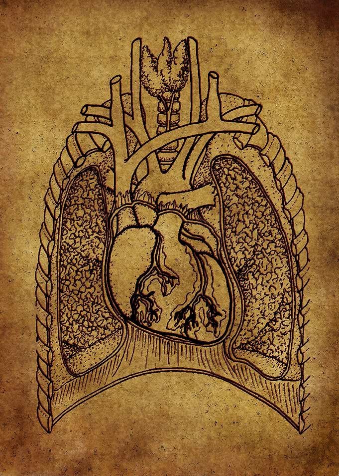 Anatomic42