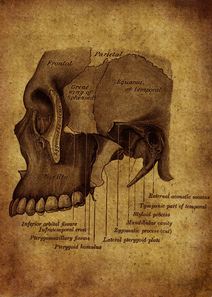 Anatomic51