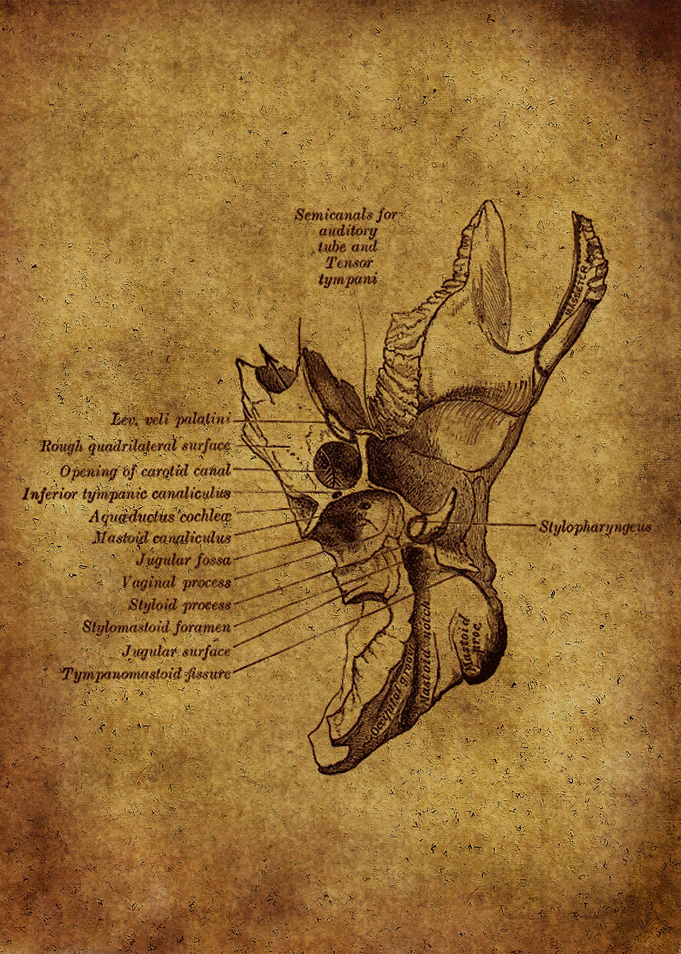 Anatomic54