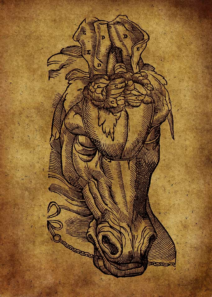 Anatomic45