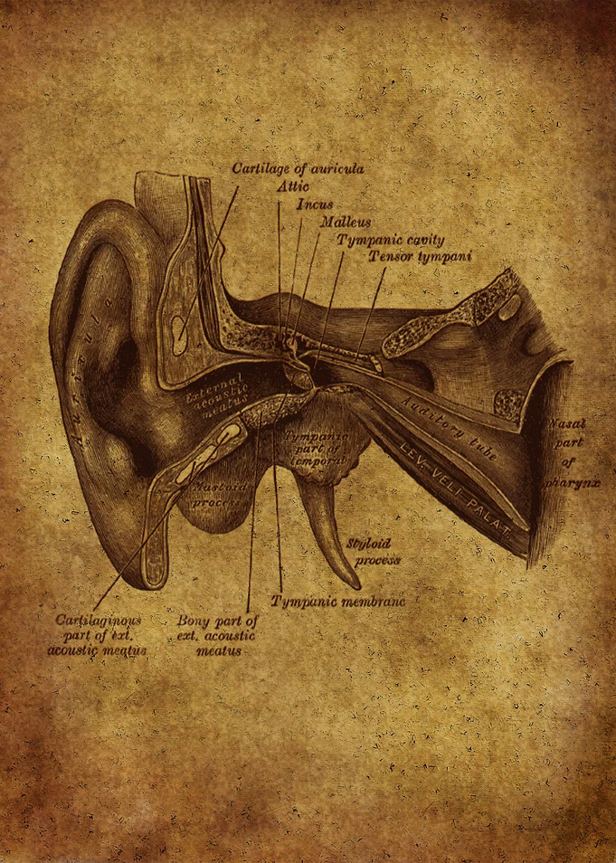 Anatomic49