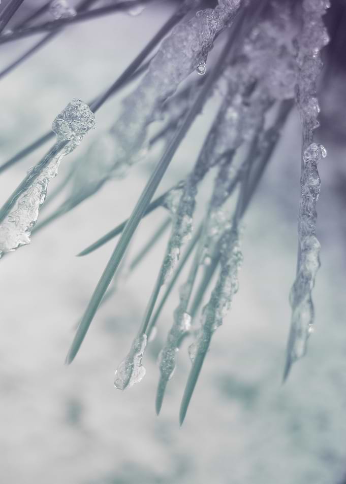 Iced Spine of pine