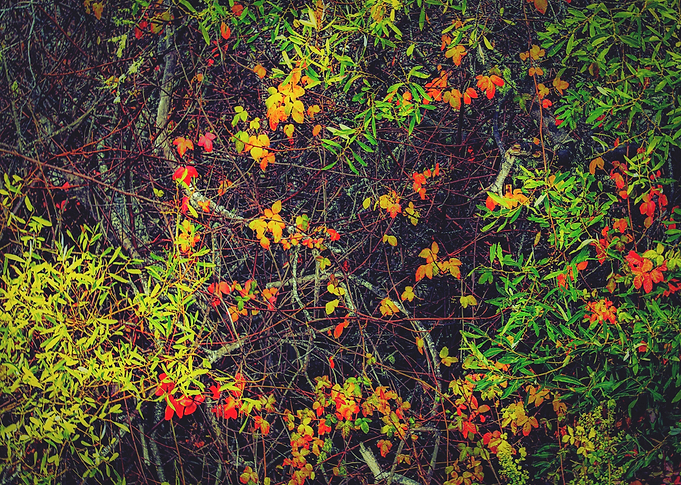 red yellow orange and green leaves background