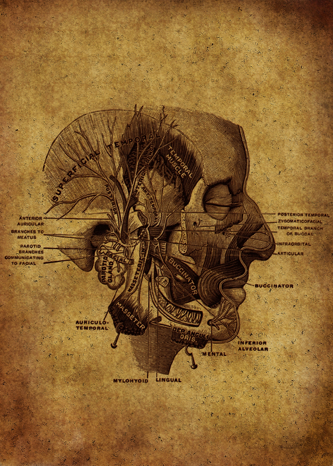 Anatomic48