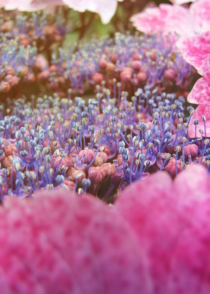 Hortensia