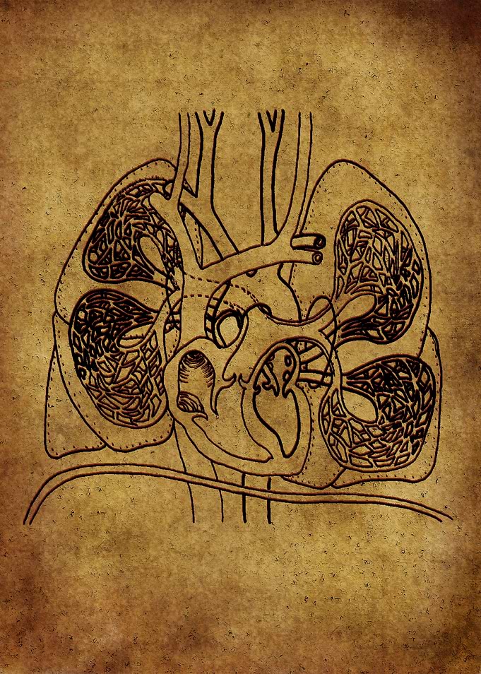 Anatomic43