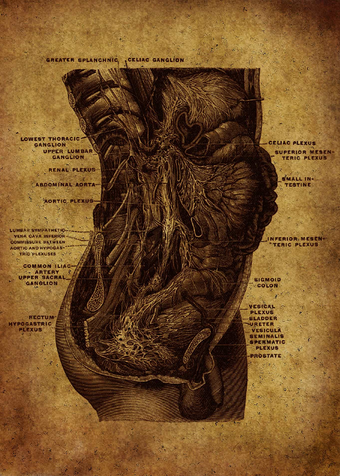 Anatomic50