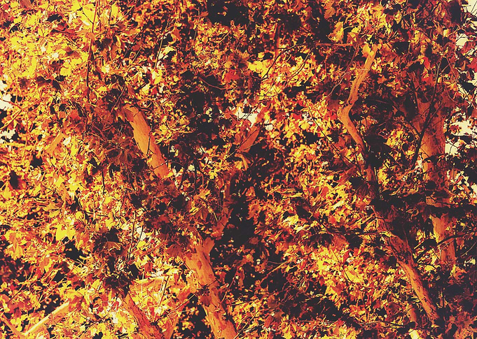 autumn leaves texture with golden light abstract backgr ...