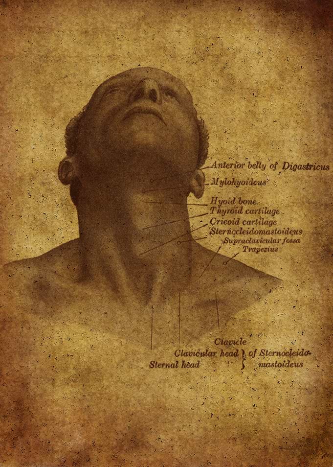 Anatomic61