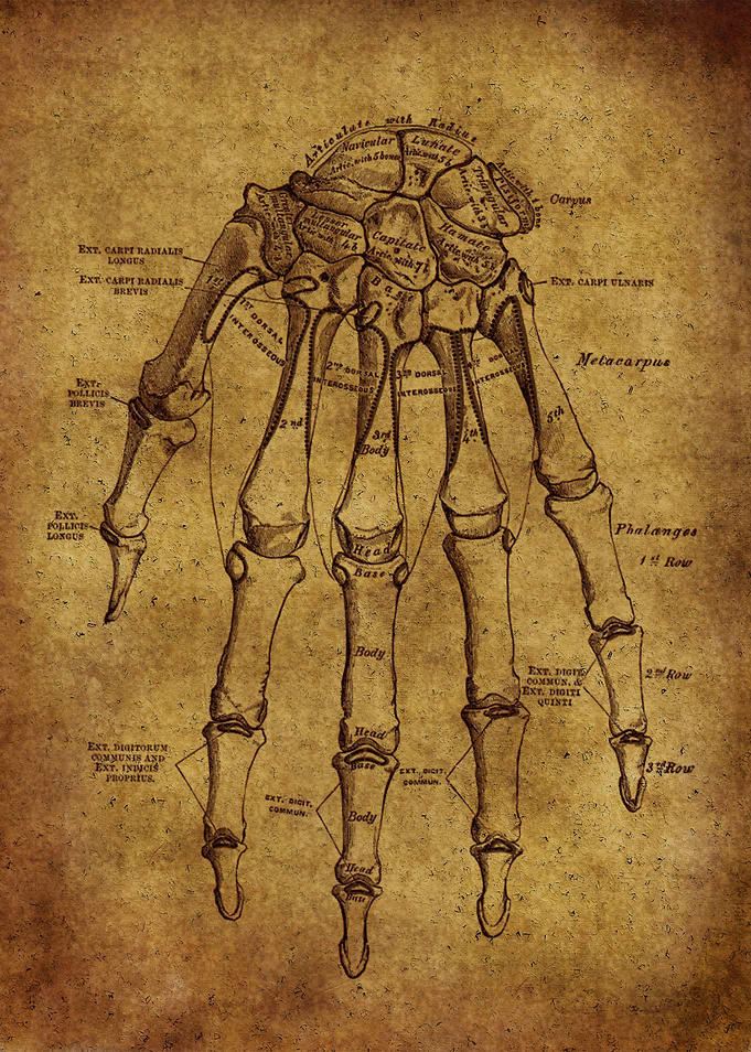 Anatomic58