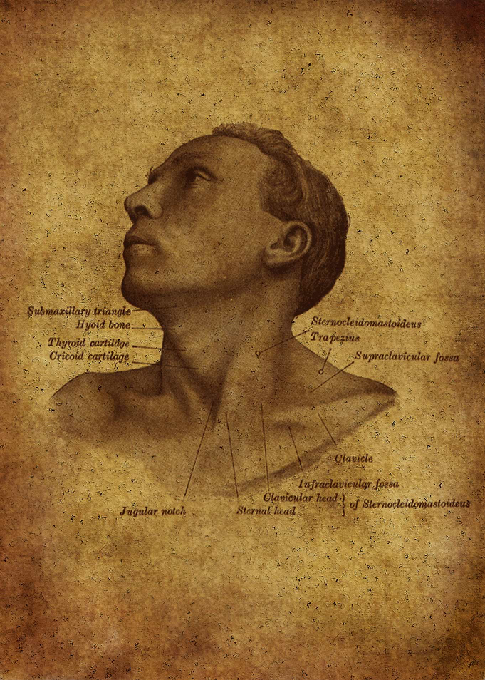 Anatomic62