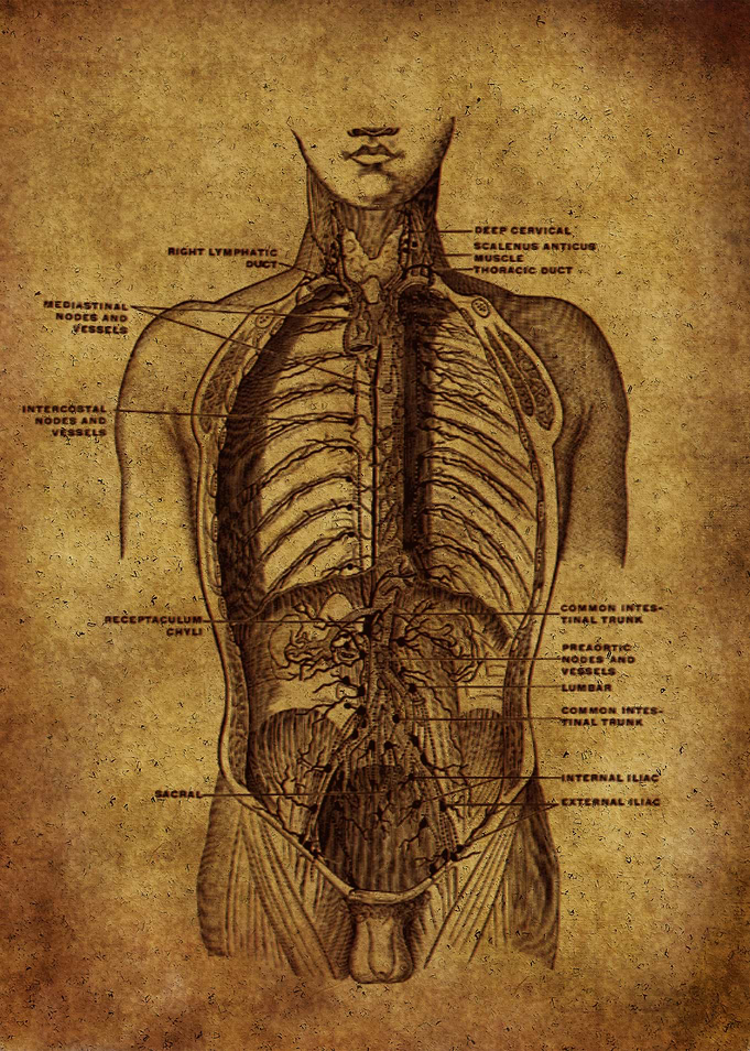 Anatomic59