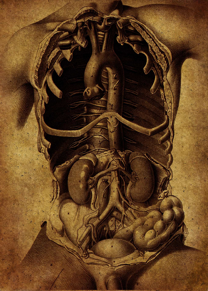 Anatomic66