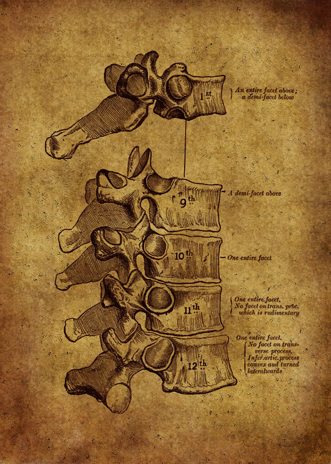 Anatomic65