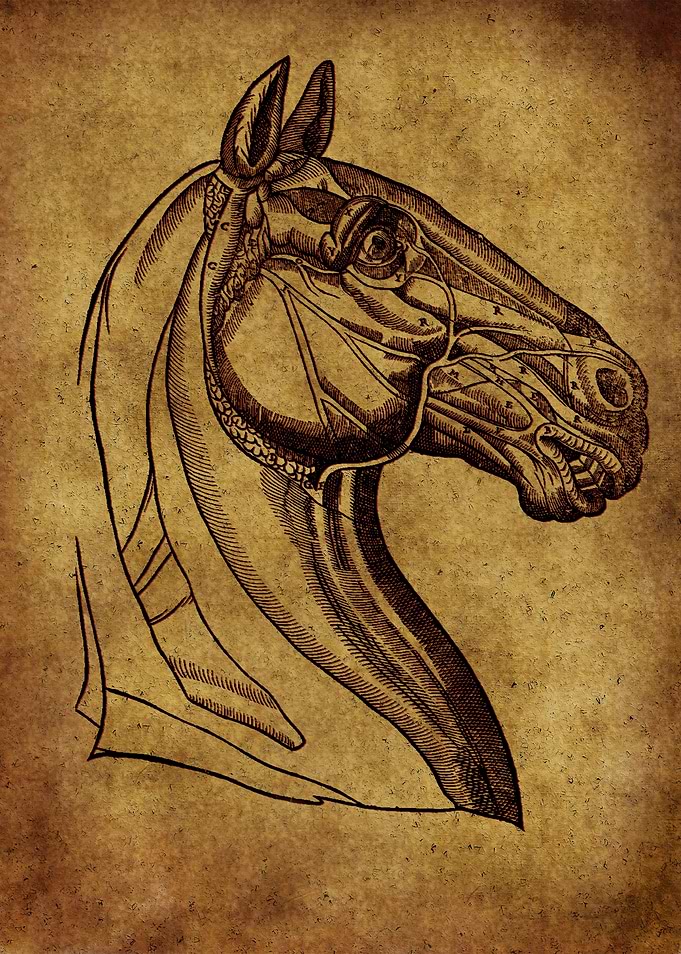 Anatomic63
