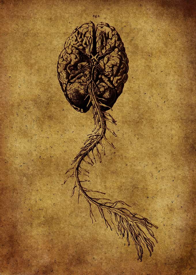 Anatomic68