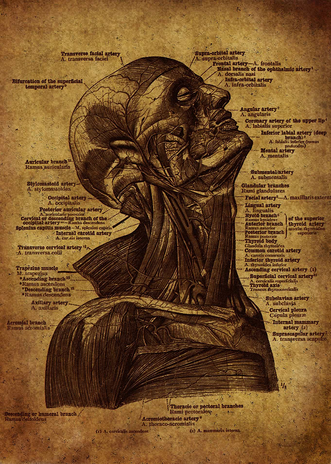 Anatomic67