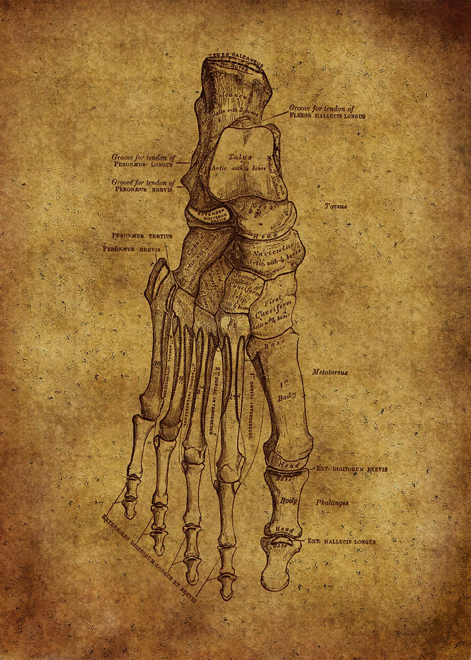 Anatomic56