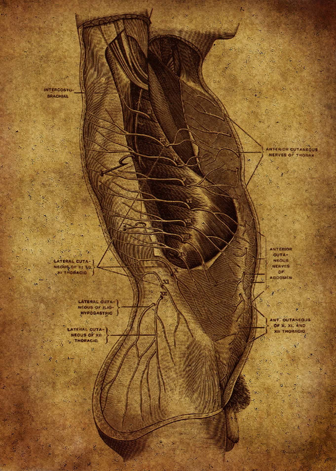 Anatomic64