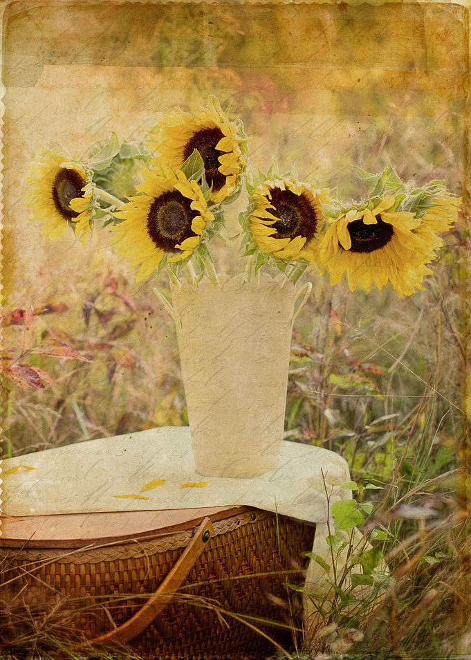 Sunflowers in a field with a vintage look and feel.