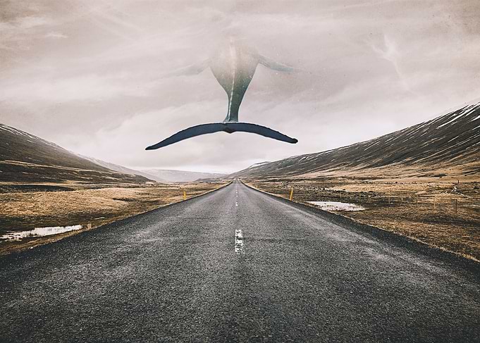 Flight