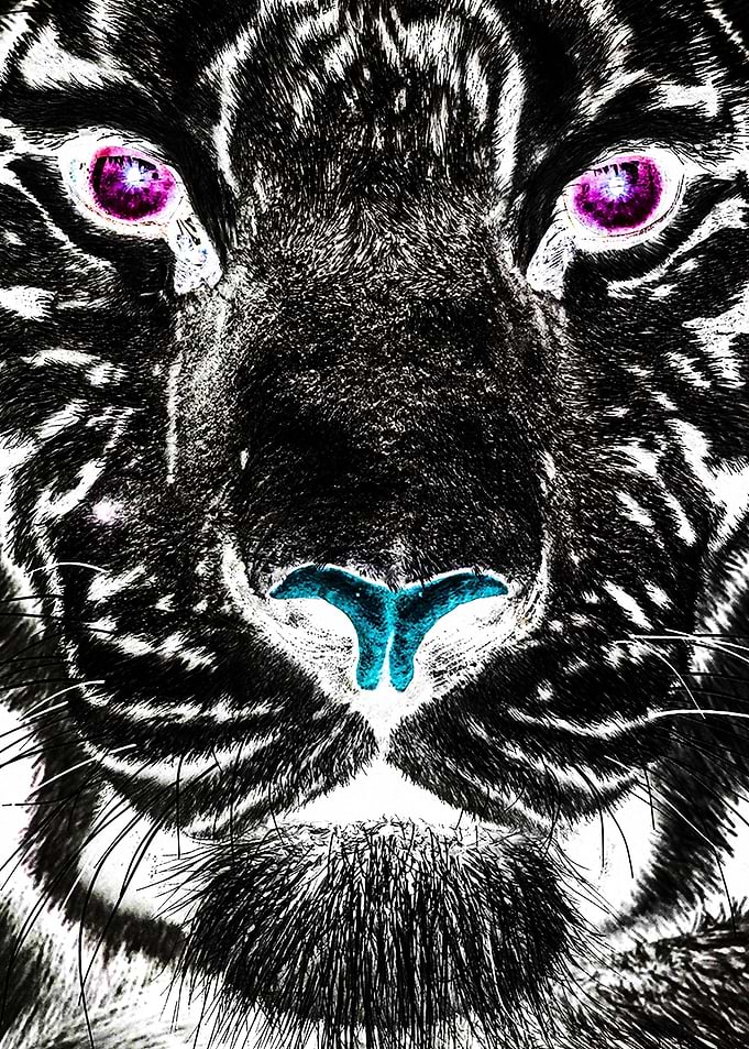 Black Tiger