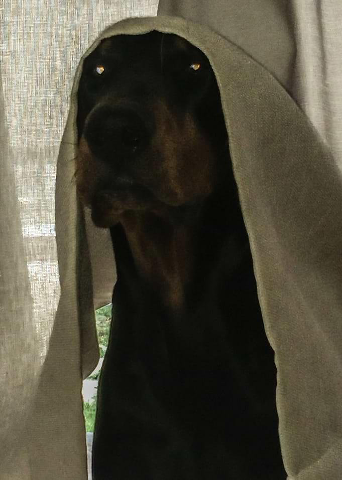 Doberman 1
