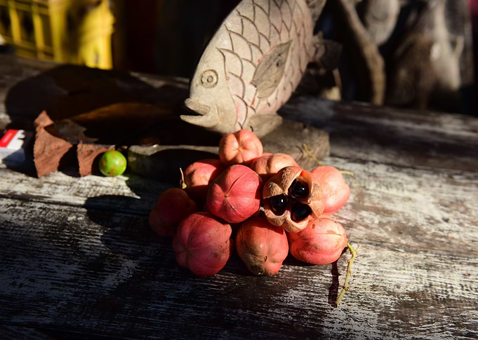 ackee, national fruit of Jamaica