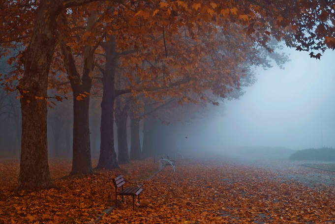 Falling leaf on misty morning.