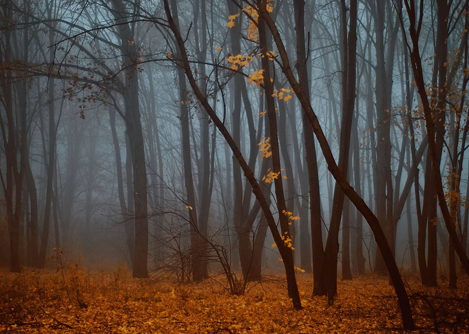 Moody forest