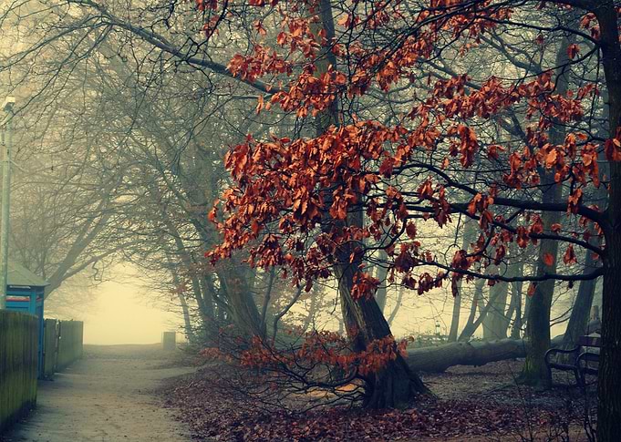 High gate woods in the fog London uk