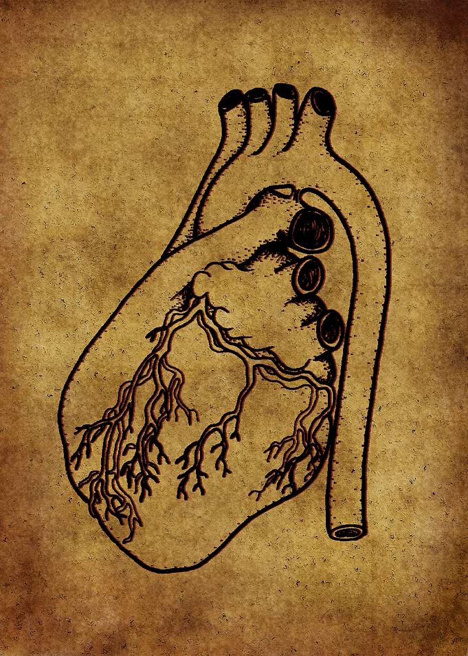 Anatomic71
