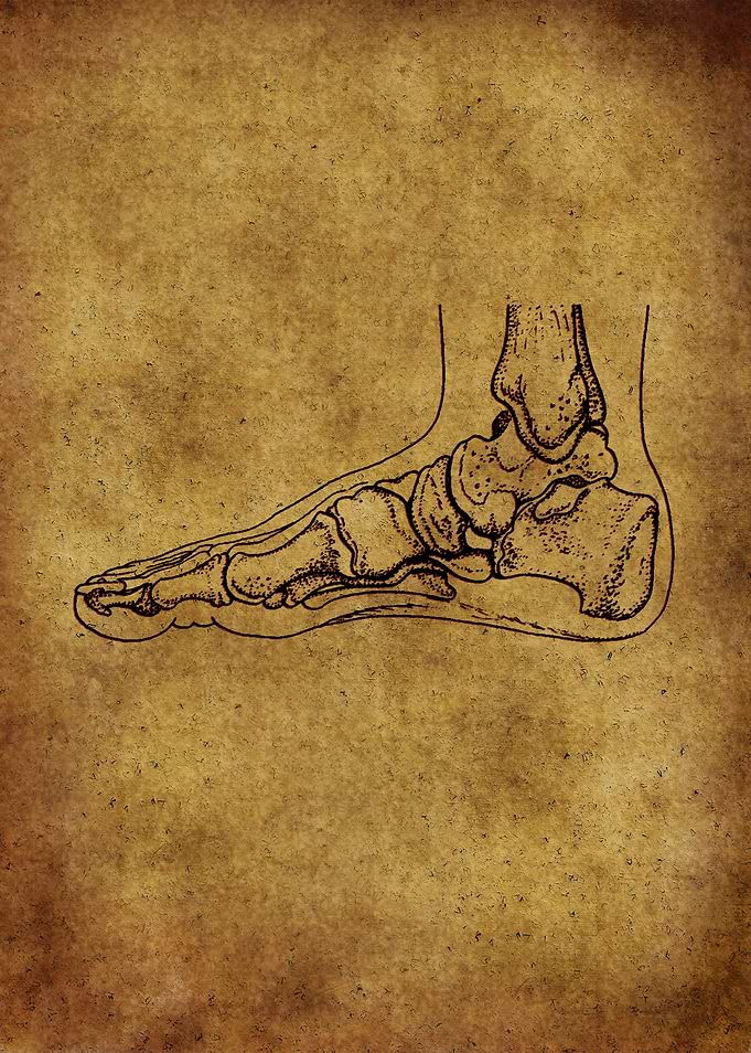 Anatomic72