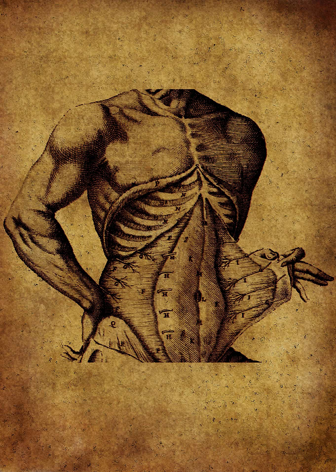 Anatomic78