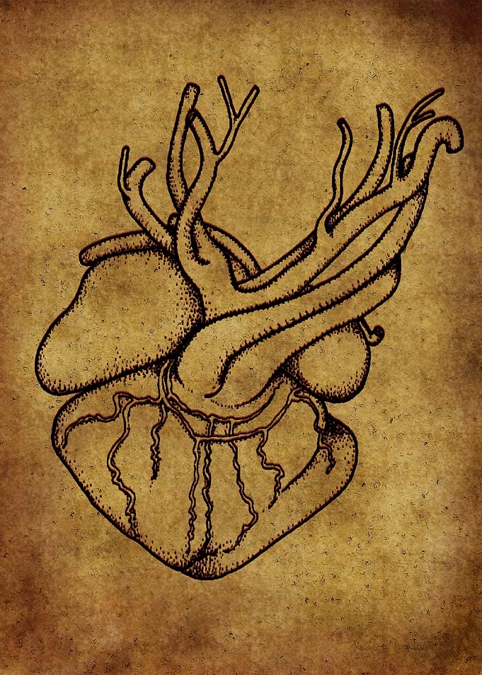 Anatomic69