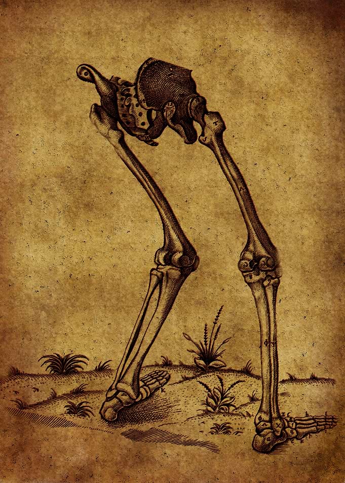 Anatomic75