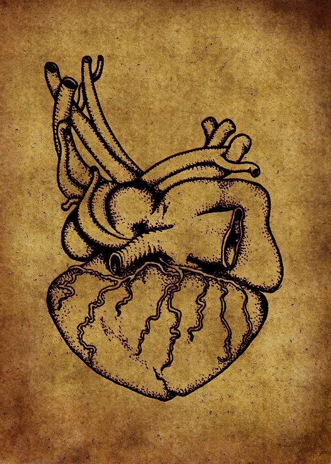 Anatomic70