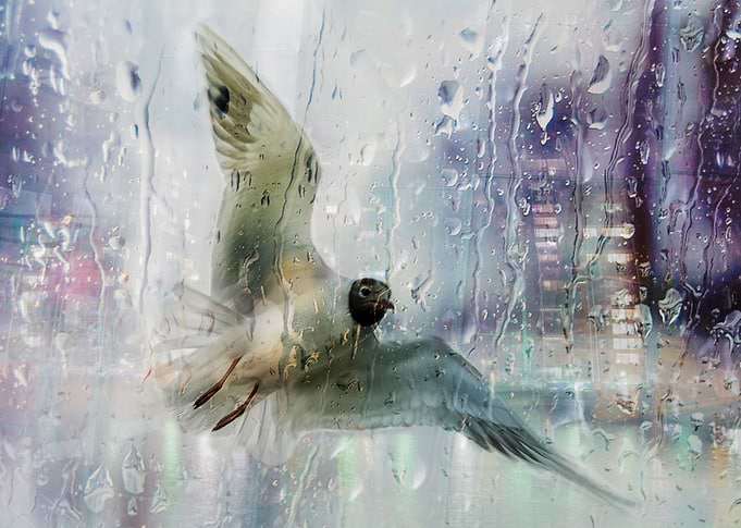 Its Raining !