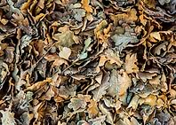 Autumn leaves on a frosty morning. Canon 5D Mk3, EF24-7 ...