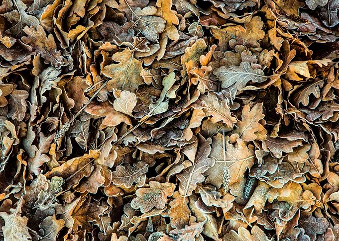 Autumn leaves on a frosty morning. Canon 5D Mk3, EF24-7 ...