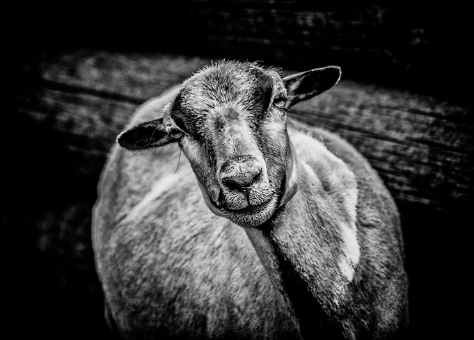 A Goat