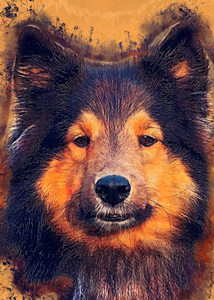 Dog Barry